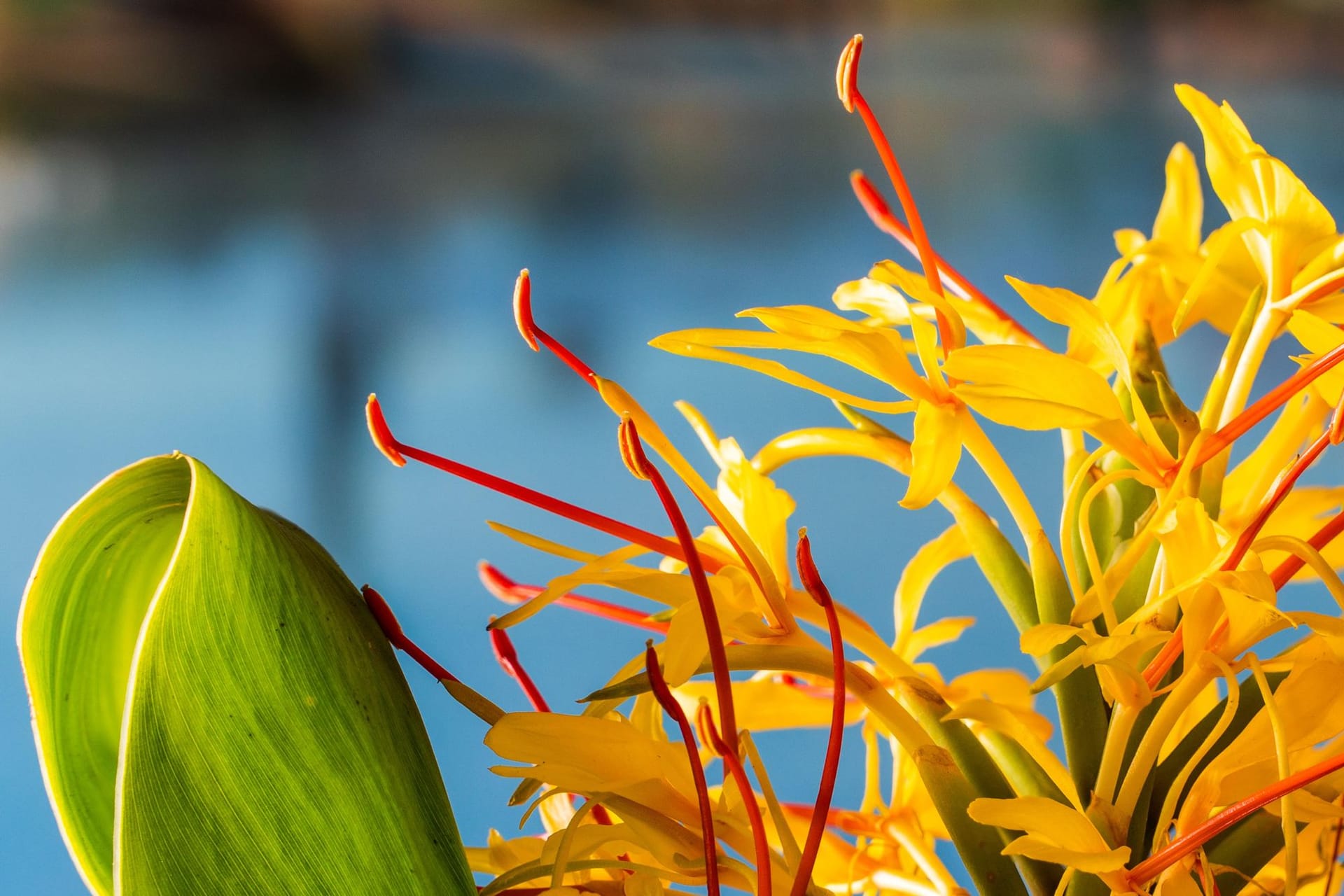 Bamboo & Ginger: Memories of Childhood