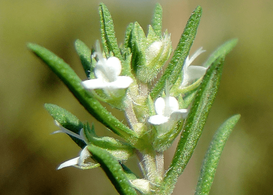 The Plant Behind the Oil: Thyme Benchmark