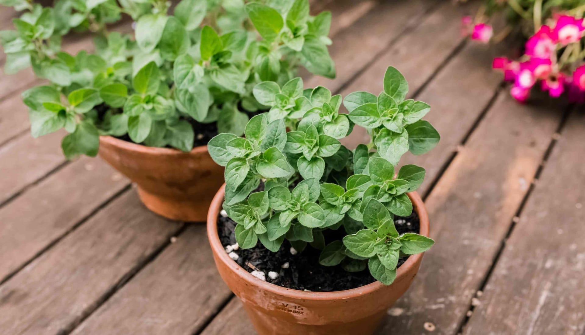 Implement: Case Study with Oregano