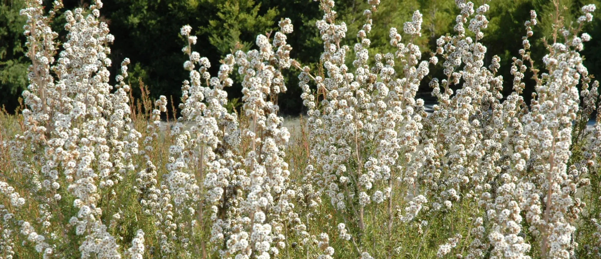 The Oil Within the Plant: Fragonia™