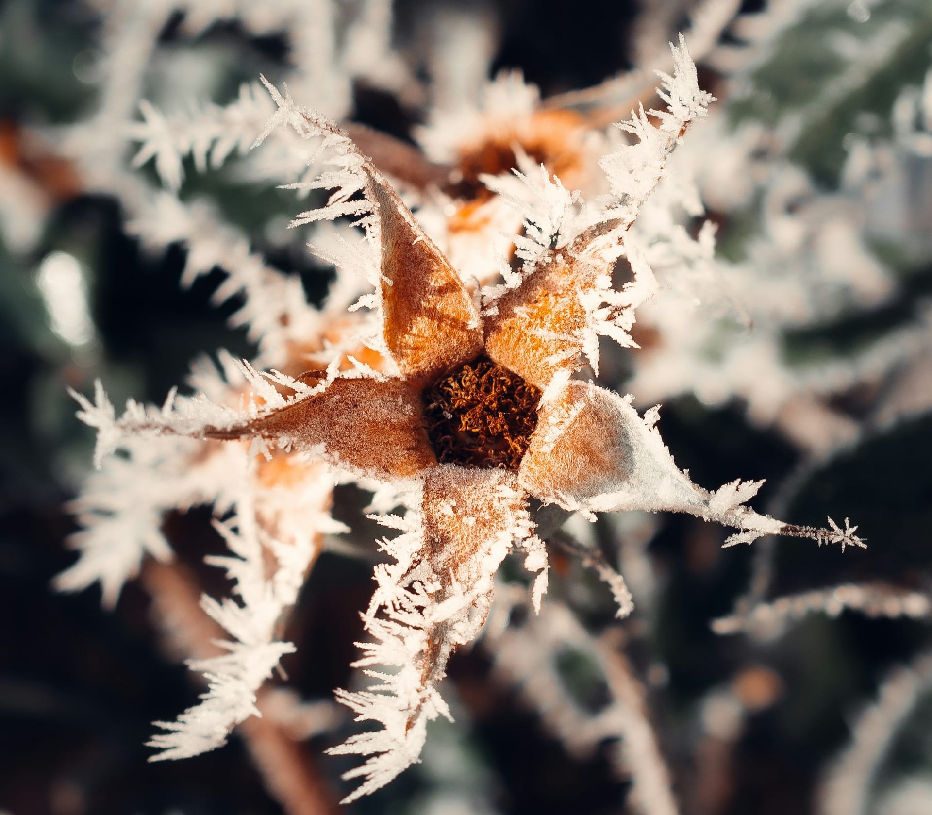 Thriving Aromatherapist Event Schedule