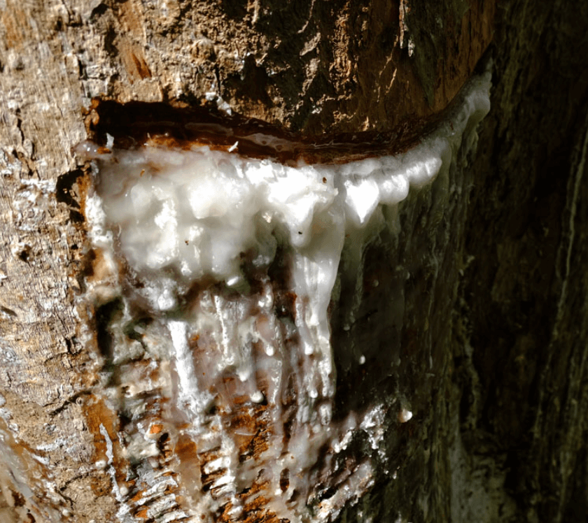 The Plant Behind the Oil: Elemi