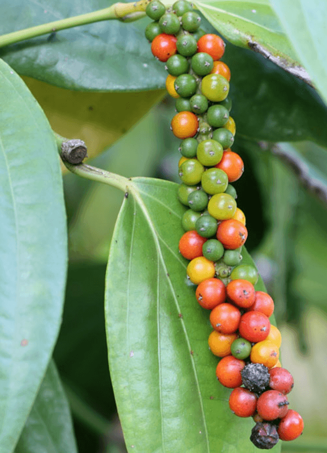 The Plant Behind the Oil: Black Pepper