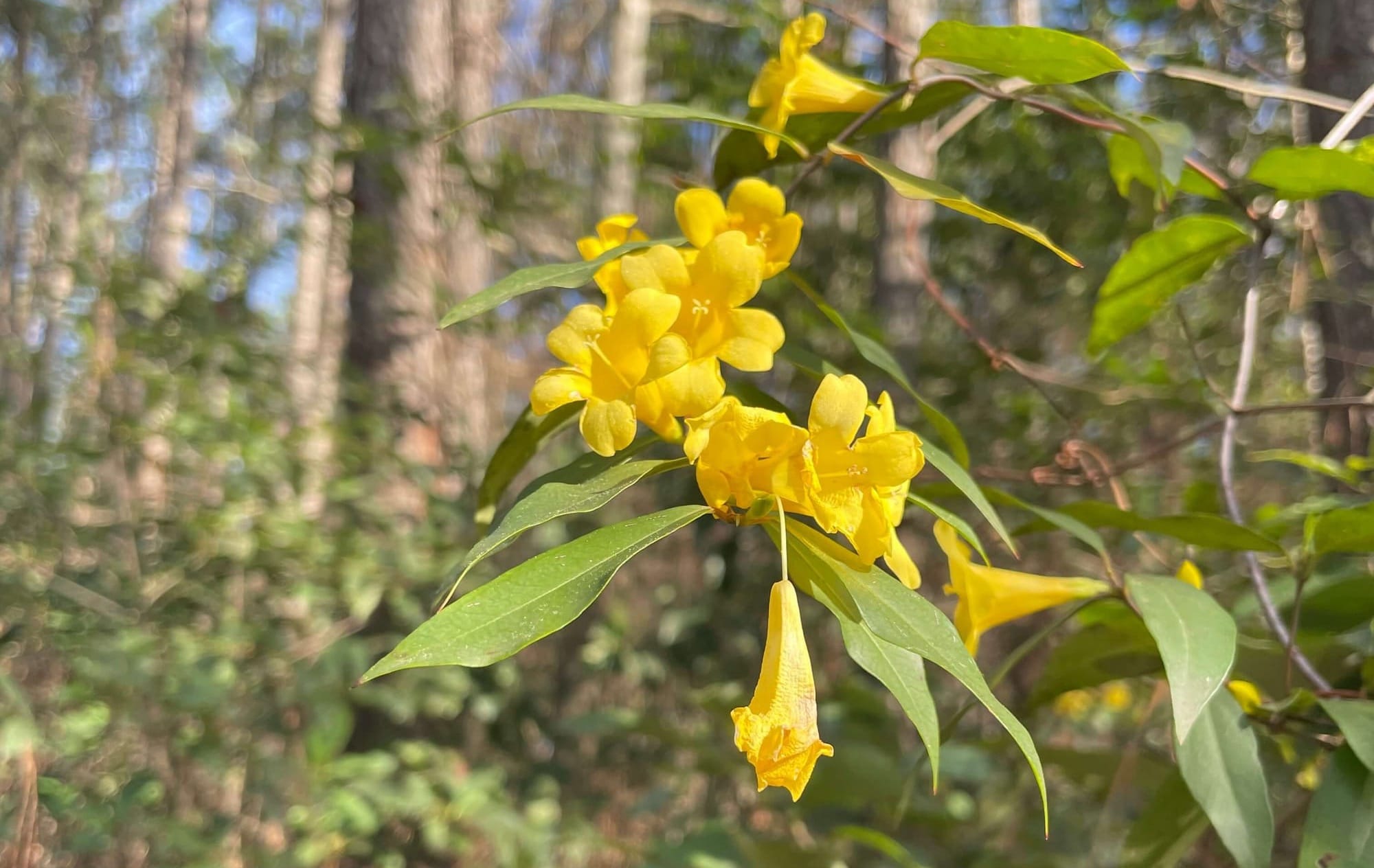 Carolina Jasmine Infused Oil