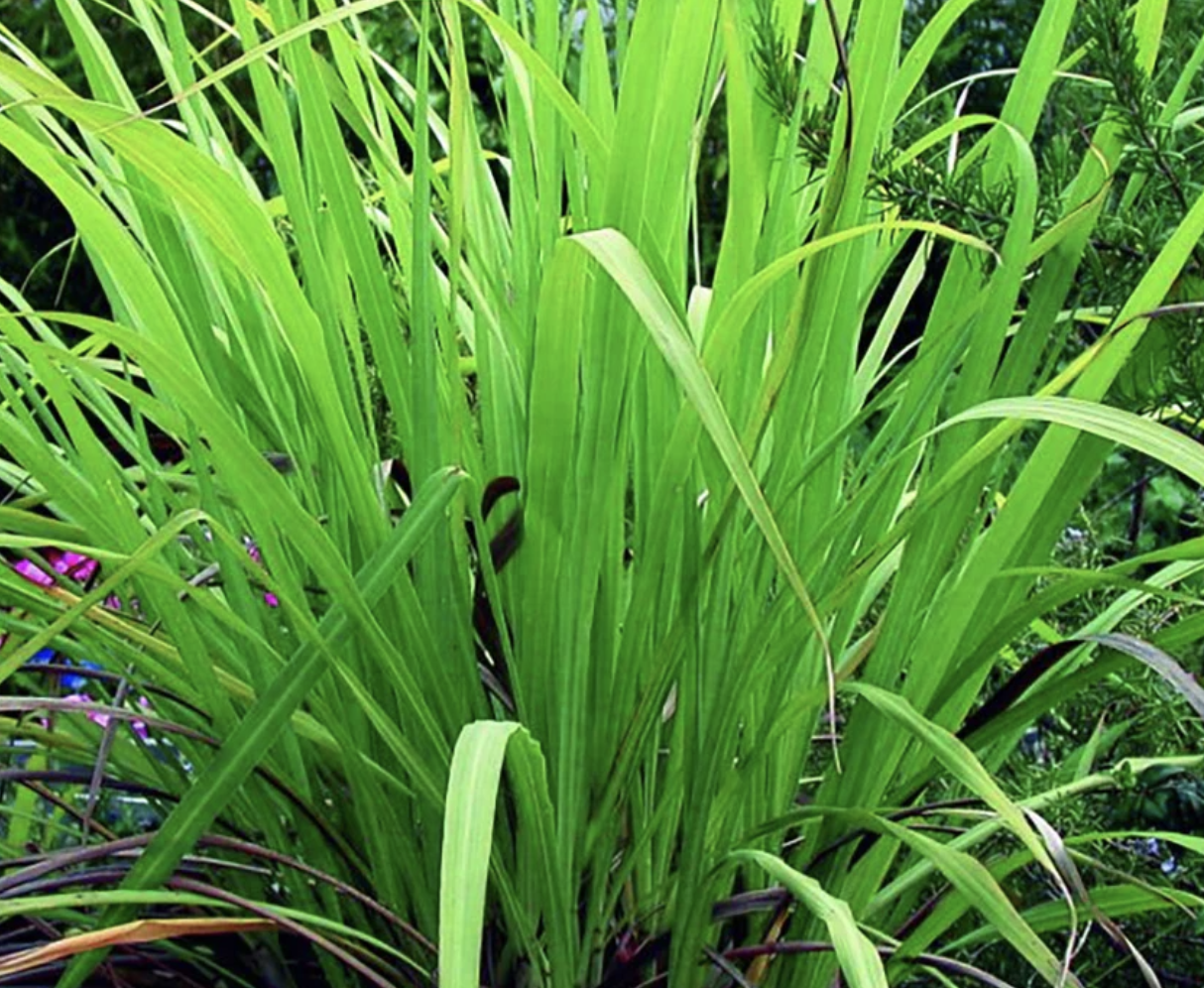 Plant Behind the Oil-Palmarosa