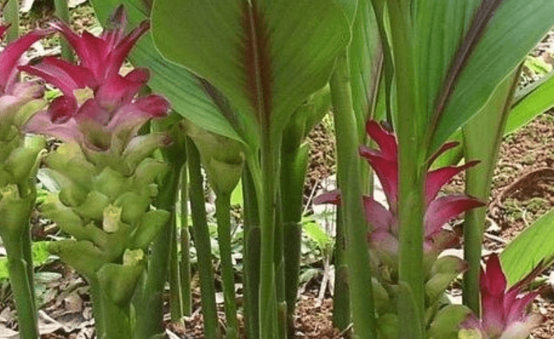 The Plant Behind the Oil: White Turmeric