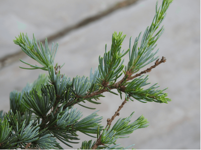 A Mindful Sit with Atlas Cedarwood