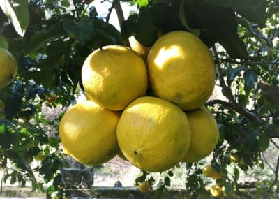 The Plant Behind the Oil: Bergamot