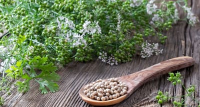 A Mindful Plant Sit with Coriander