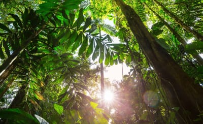 A Mindful Plant Sit with Copaiba Balsam