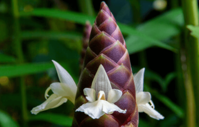 The Plant Behind the Oil: Plai