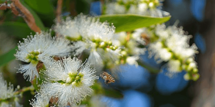 Today's the day! Join us at 1 pm ET to Blend with Rosalina