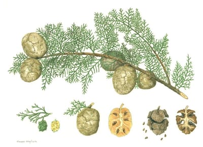 Awaken! The Oil Within the Plant: Cypress