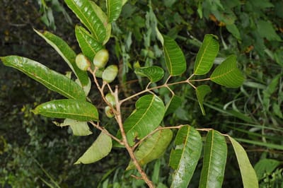 The Oil Within the Plant: Elemi
