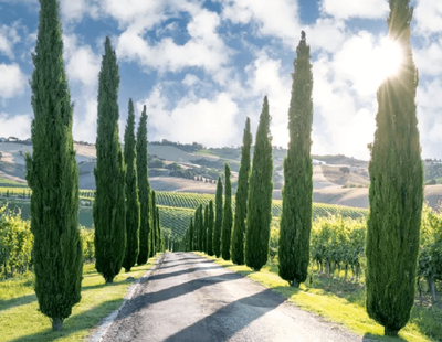 A Mindful Sit with Cypress