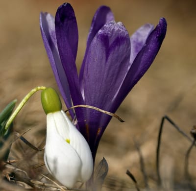 Warmth for Emergence