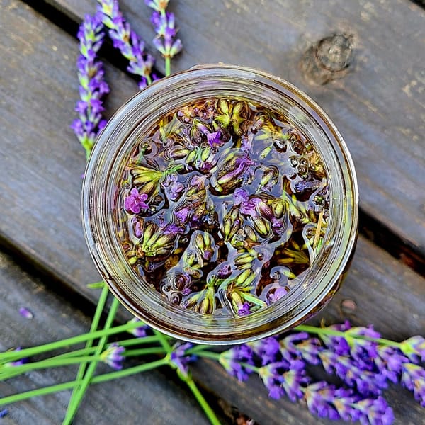 Botanical Oils: Lavender Maceration