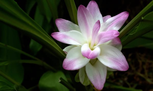 A Mindful Plant Sit With White Turmeric