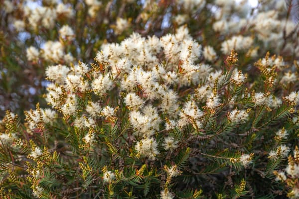 A Mindful Plant Sit with Tea Tree