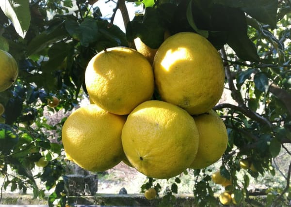 The Plant Behind the Oil: Bergamot