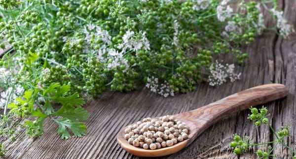 A Mindful Plant Sit with Coriander