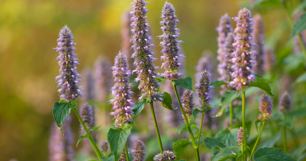 Wonder & Wisdom: Hyssop Chemotypes