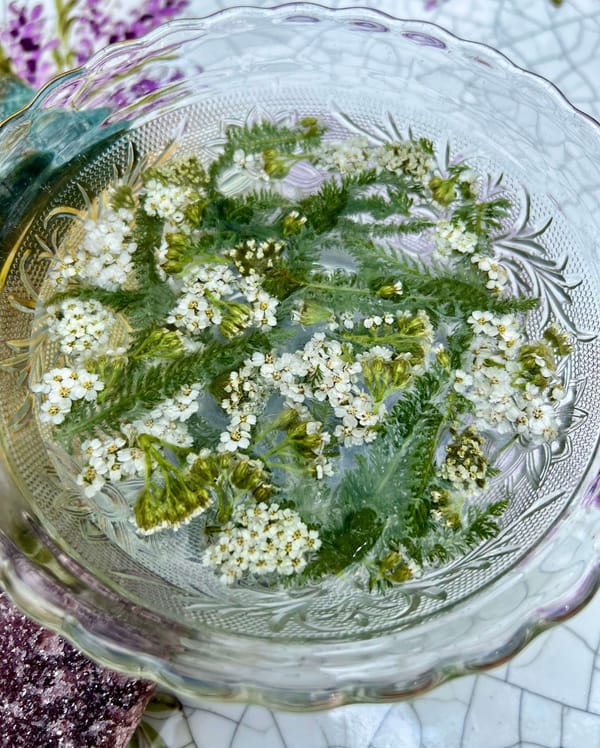 Yarrow Flower Essence