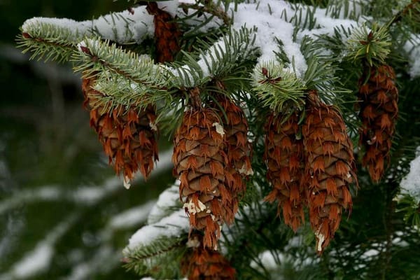 The Plant Behind the Oil: Douglas-fir