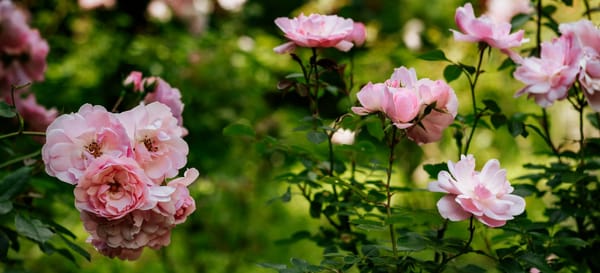 A Mindful Plant Sit with Rose