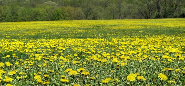 Discovering the Joys of Dandelion Infusion: A Tea Connoisseur's Spring Delight