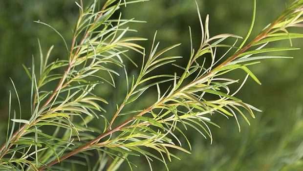 The Plant Behind the Oil: Tea Tree