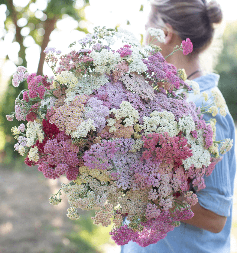 The Plant Behind the Oil: Yarrow