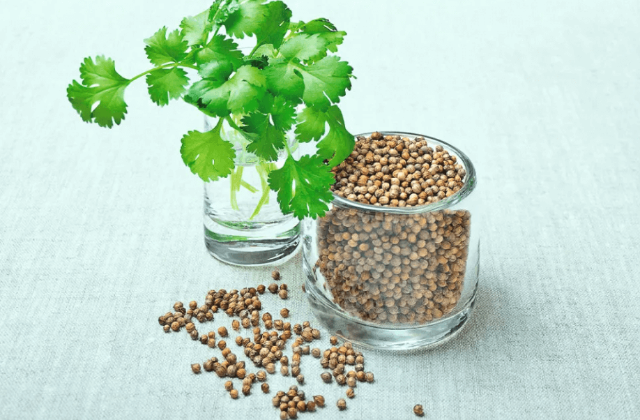 The Plant Behind the Oil: Coriander