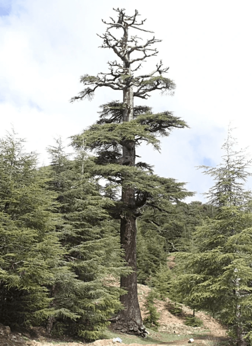 The Plant Behind the Oil: Atlas Cedarwood