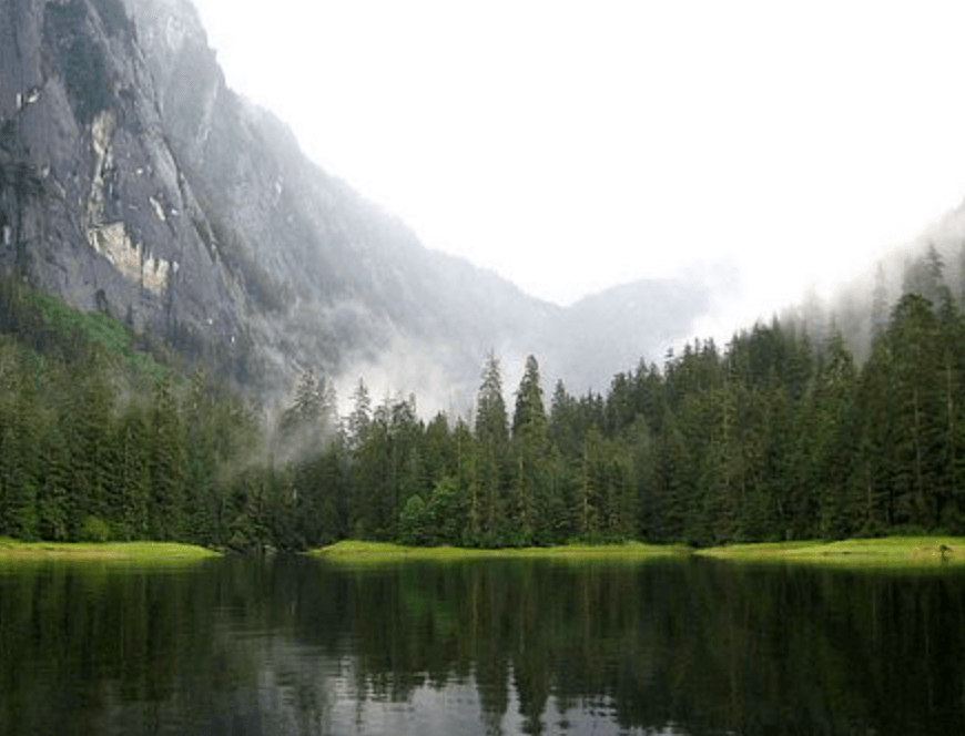 The Plant Behind the Oil: Sitka Spruce