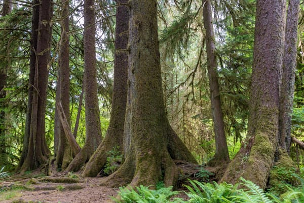 A Mindful Plant Sit With Sitka Spruce