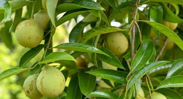 A Mindful Plant Sit With Nutmeg