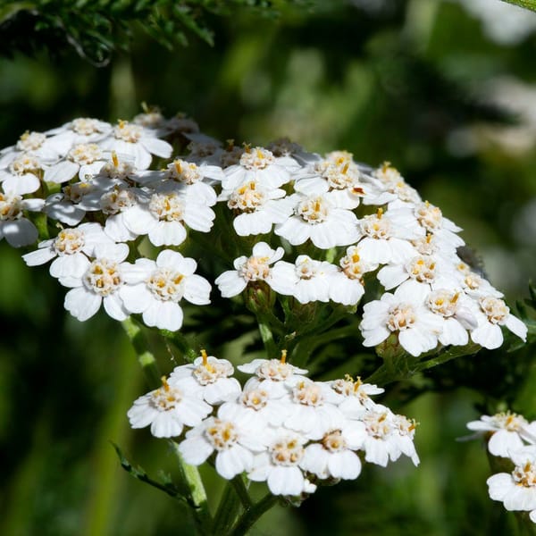 Lessons from the Resilient Yarrow: A Journey of Reflection and Strength