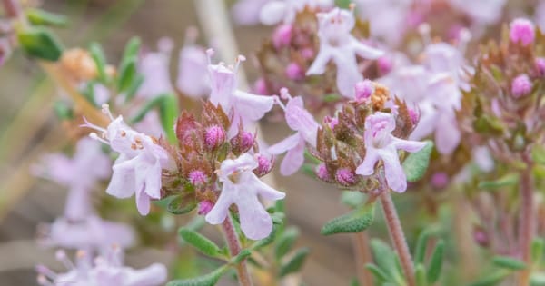 March 2025: Benchmark Thyme Recap and Test Your Knowledge Quiz
