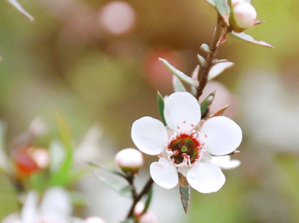 The Plant Behind the Oil: Fragonia™